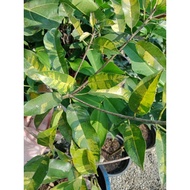 Pokok Ciku Batik Kahwin