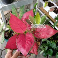 RED ANJAMANI - Bibit Bunga Aglonema Red Anjamani - Aglaonema