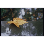 Love Heart Barbie Sweetheart Love Heart 5207/5219 Colorful 135 Movie Film Movie Scroll 36 Sheets