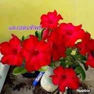 11 เมล็ด เมล็ดพันธุ์ ชวนชม สายพันธุ์ไต้หวัน ดอกสีแดง Adenium Seeds กุหลาบทะเลทราย Desert Rose ราชินี