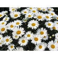 100 pcs Leucanthemum Maximum Flower Seeds Chrysanthemum Shasta Daisy Flower Seeds Dabin Chrysanthemu