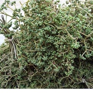 Northwestern Forest Mac Khen Seeds (100g-) 982