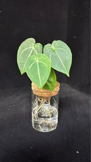 Anthurium 水培 雜交品 花燭