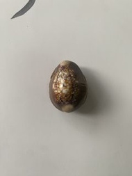 2555 龍婆孔 擋降貝