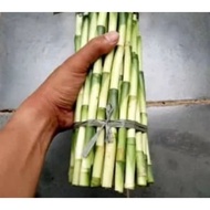 Lucky bamboo per stem