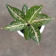 Aglaonema Reina White New Stok