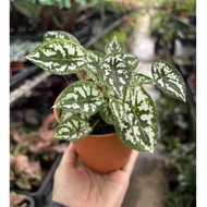 Caladium humboldtii Mini White (Dwarf Caladium) (Small) *Houseplant*