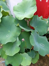 Bowl Lotus 碗蓮