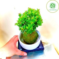 Kokedama male cypress plant pot - feng shui plant for table (real picture)