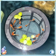AMBER Fish Fry Cage, Reusable Floating Aquarium Filters,  Large Capacity Fish Fry Isolation Box For 
