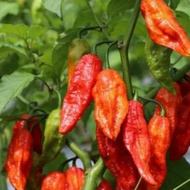 10pcs seeds FATALI super hot pepper pedas kaw kaw