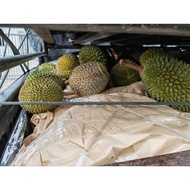 [Durian Wholesale]榴莲批发‼️‼️‼️（D197）BM/CM/CCM/13/101/金凤