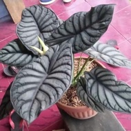 TANAMAN ALOCASIA BLACK DRAGON | ALOCASIA BLACK DRAGON