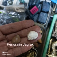 PUTIH Heirloom Cauliflower Conch Brown And White While PJ75433