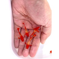 Albino Koi Red Ear Guppy Fish Breeding Pair