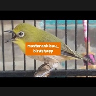 Burung Pleci Montanus Monty Jantan Rajin Bunyi Jozz