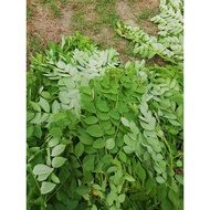 kakawate leaves/Madre de cacao leaves.(200 grams)