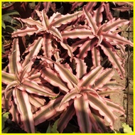 ☎ ❖ ✙ PINK SNAKE PLANT/ Bromeliodes Cryptanthus PLANT FOR SALE