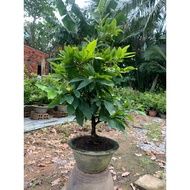 Thu Duc apricot (80cm high) large 3-season root grafted with yellow apricot roots wrapped with beaut