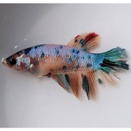 ikan cupang betina halfmoon nemo galaxy (ekor panjang) ripwwa 6416qn