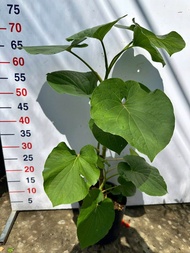 Cây 🌲 Rau Xá Xị... thân gỗ lá to cuốn thịt