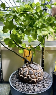 南非龜甲龍11 cm