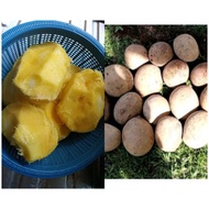 Biji Benih Buah Bambangan