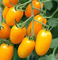 usa Golden Sweet Tomato Seed - F1 (Lycopersicon Esculentum)
