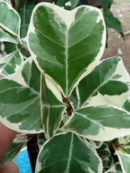 Variegated Ficus TRIANGULARIS Live multi stems