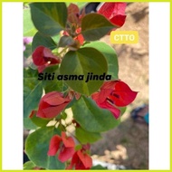 ▬ ✽ ∳ SALE!!!RARE ROOTED BOUGAINVILLEA