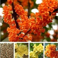 10pcs Osmanthus seeds golden osmanthus agarwood laurel tree seeds