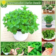 100% Legit Bonsai Peppermint Seeds for Planting (150pcs/bag) Fresh Mint - Peppermint Herbs Seeds Edible Mint Leaves Plant Seeds Spearmint Seeds Perfume Mentha Plants Balcony Potted Peppermint Live Plant Real Airplants Easy To Grow Flowers buto ng bulaklak