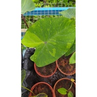[KS] Colocasia,Lemon Lime Gecko pokok hidup