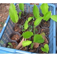 Pokok Herba Halia Hitam / Black Ginger / Kaempferia Parviflora
