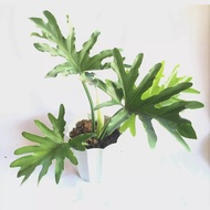 SELLOUM SAHOD YAMAN / Lucky indoor plants 🌿