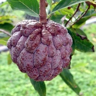 Rare Thai Red Custard Apple
