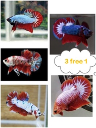 betta ikan laga（jantan/male）HMPK/HM show grade murah-murah jual  fancy /red fancy/ fancy red base/bi