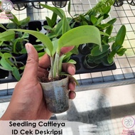 Catleya Seedling Cattleya Anggrek Cattleya