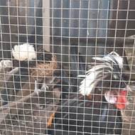 ayam poland ori hias sepasang