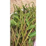 Pucuk Kangkung merah.Red water spinach.Herpes Zoster.Water spinach.Fresh. .Sayur segar.Organik.Ready