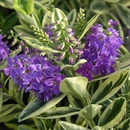 Hebe Variegata real live plant 长阶花 anak pokok hidup hiasan rumah