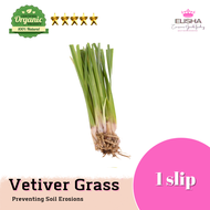 🌱 ELISHA |  (1-50-100-300-500) slips  Vetiver Grass Slips Stalk Only Helps To Stabilises Soil And Pr