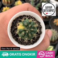 Tanaman kaktus gymno marble onroot free pot