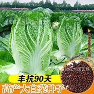 Chinese Cabbage Seeds Cabbage Seeds Cabbage Seeds Cabbage Seeds Cabbage Seeds