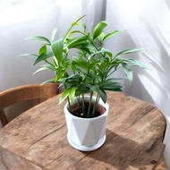 【LSG】 White color Ceramic pot Live Plant 9cm x 9cm Height of pot( ready made )