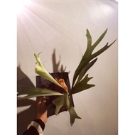 Malaysia Fast Shipping [AGROWTH] STAGHORN FERN/PLATYCERIUM BIFUCATUM  buy 2 get 10% discount 鹿角蕨