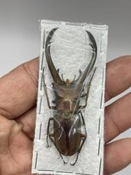 Cyclommatus truncatus.屯卡達細身翅鍬形蟲65mm(A-)