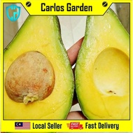 Anak Pokok Avocado Mentega Grafted Pokok Kawin Pokok Premium Import Dari Thailand