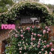 Flowers Roses Flower Seeds Climbing Vines of the Rose Family Longsha Gemstones Garden Vines. Tw