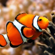 Ikan Hias Air Laut Nemo